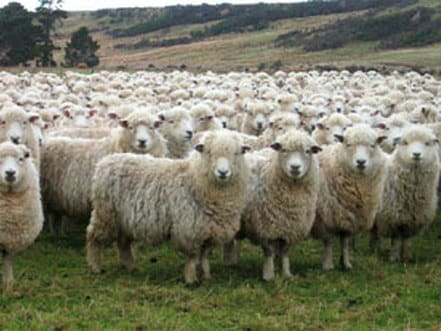 Sheep Breed Selection