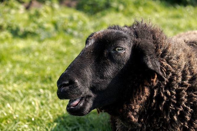 Sheep Eating: Chewing Cud
