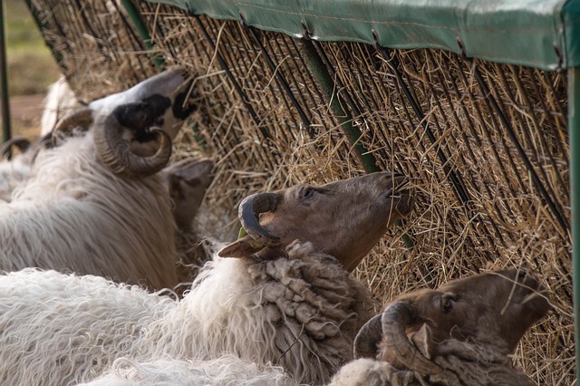 Sheep Eating at a Hay Feeder