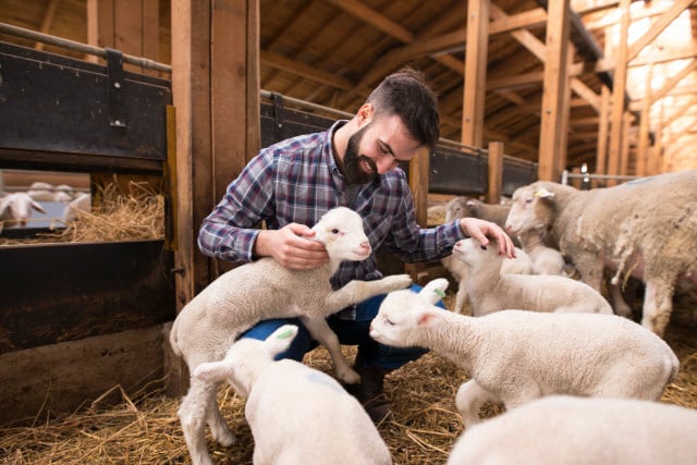 Sheep Farm Business Plan