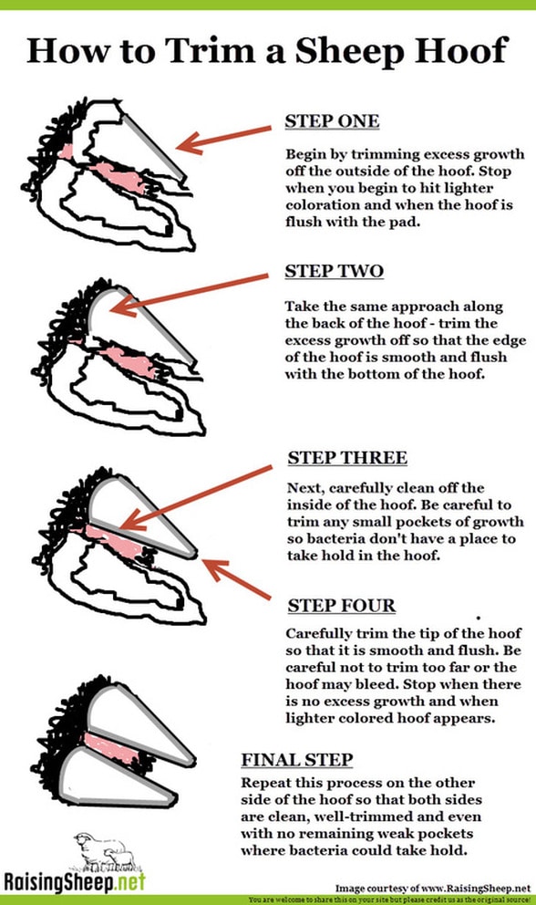 Sheep Hoof Trimming Step-by-Step