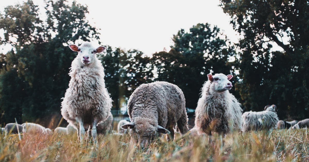 wool production