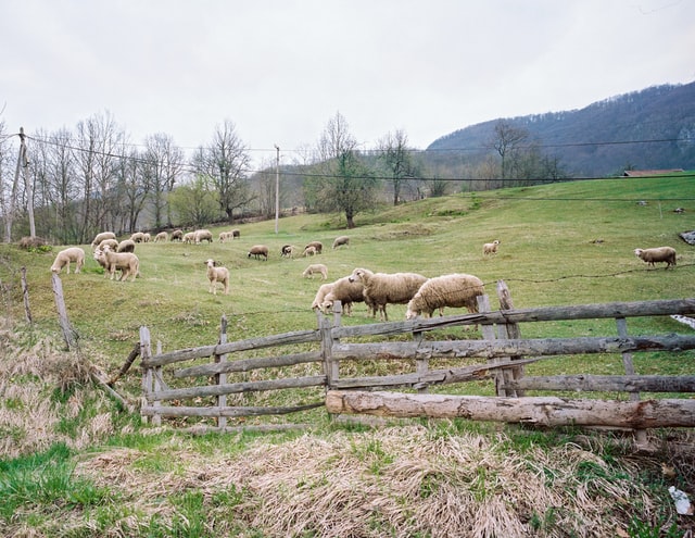 Sheep Pasture Scoring - Evaluating the Nutrition of Sheep Pasture