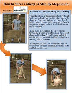 Sheep Shearin Guide