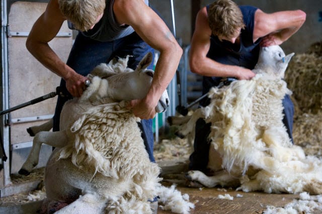 Sheep Shearing