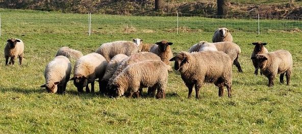 Sheep Stocking Rates Per Acre