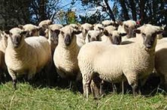 Shropshire Sheep Flock