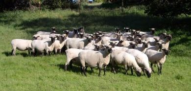 Shropshire Sheep Breed Information