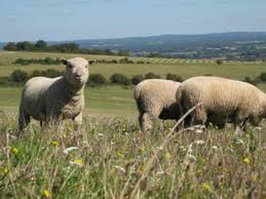 Southdown Sheep Breed Information