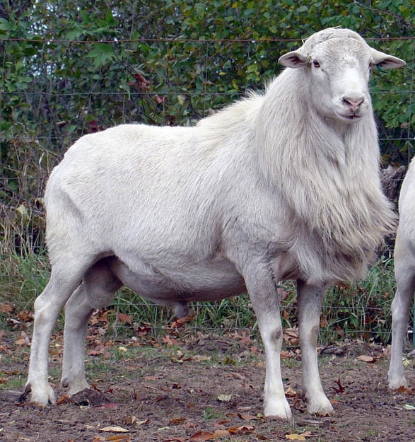 St Croix Sheep Breed - St. Croix Ram