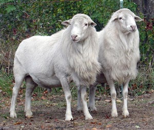 St Croix Sheep Breed Information