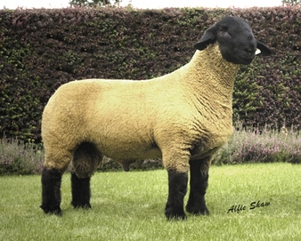 suffolk lambs