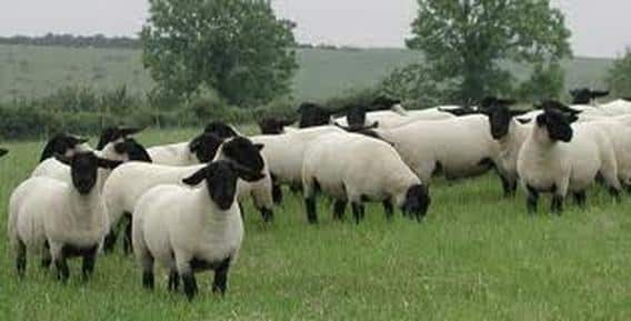 Suffolk Sheep Flock