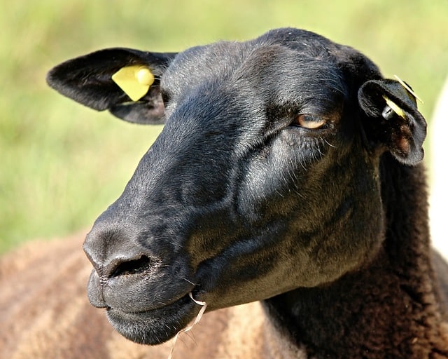 Tagging Sheep Ears