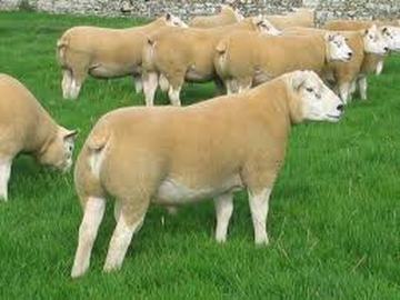 Texel Rams