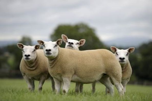 Texel Sheep Breed Information & Facts