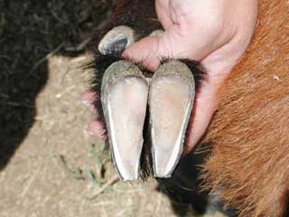 Trimmed Sheep Hoof