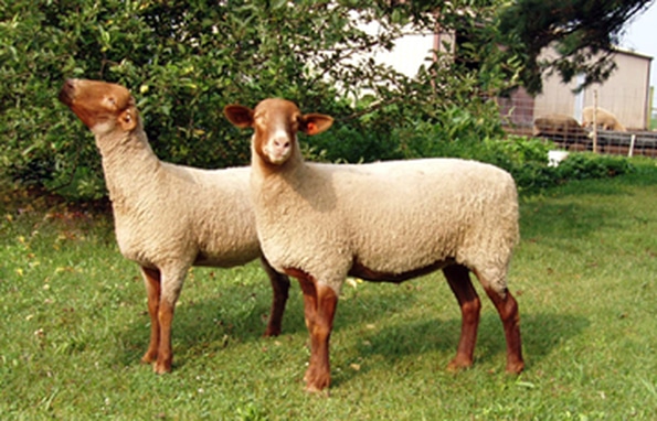 Tunis Sheep Breed