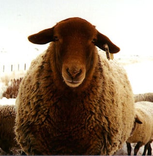 About the Tunis Sheep Breed