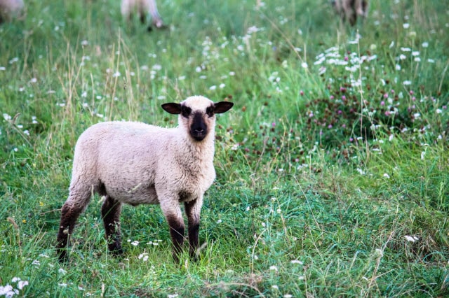 30 - 45 Day Old Lamb