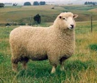 A Coopworth Sheep