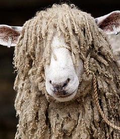 A Cotswold Sheep