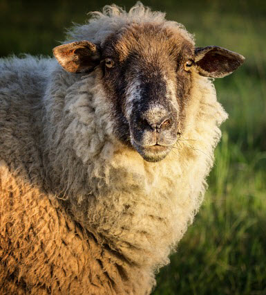 A Female Sheep is Called a Ewe