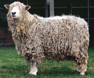 Lincoln Sheep Breed Information, History & Facts 