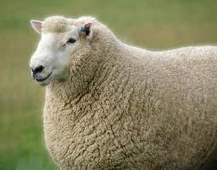 A Perendale Sheep