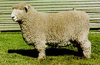 A Romney Sheep - Romney Appearance