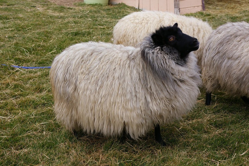 A Shetland Sheep