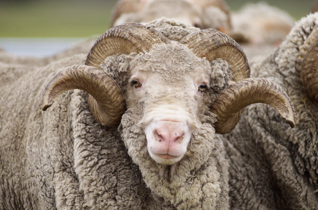 What is Merino Wool? (and why it is so special) 