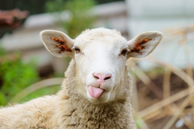 Are Sheep Stupid?