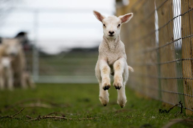 Baby Sheep