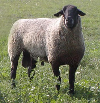Biggest Sheep Breed in the World