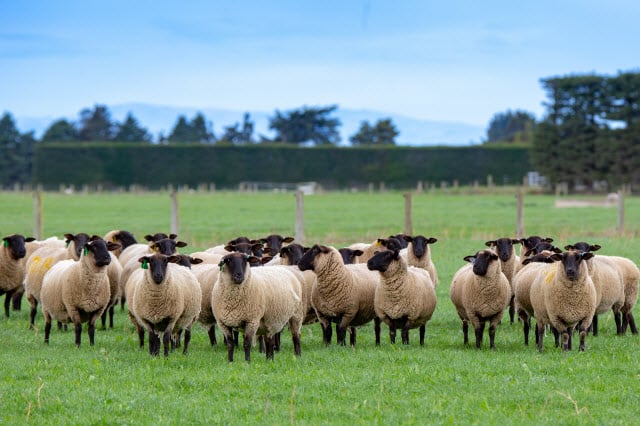 Biggest Sheep Breed