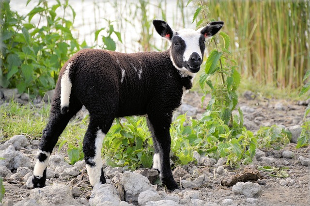 Black and White Baby Sheep