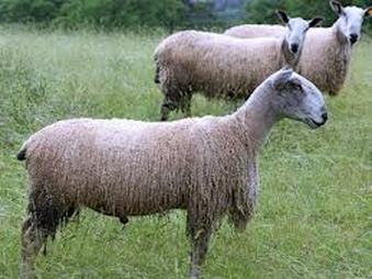 Blueface Leicester Sheep Breed