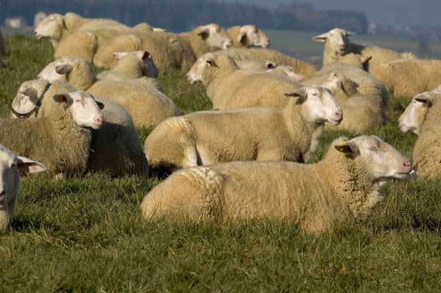 Breeds of Sheep Used for Milk Production on Dairy Farms