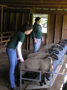Buying the Ideal Market Lamb