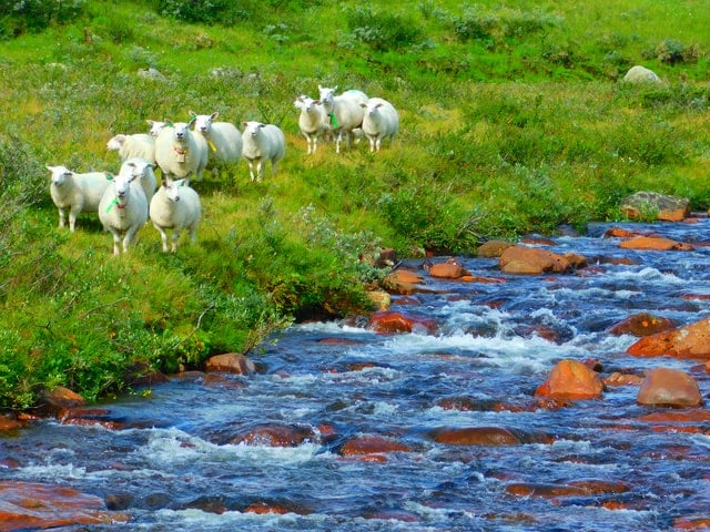 Can Sheep Swim in a River