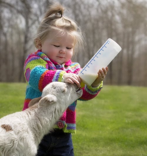 Child Bottle Feeding a Lamb