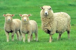 Coopworth Ewe with Two Lambs