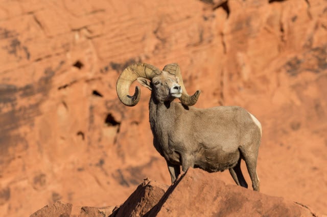 Desert Bighorn Sheep - Another Type of Wild Sheep with Horns