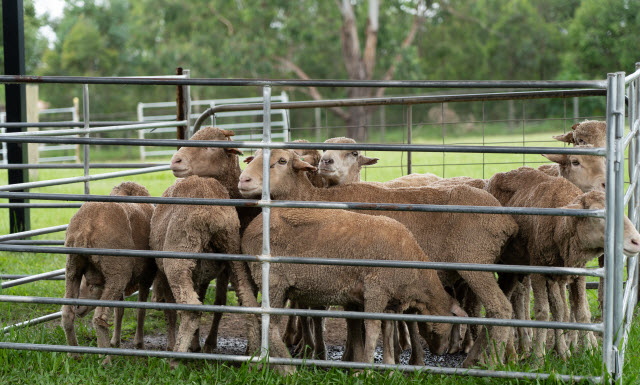 Deworming Adult Sheep