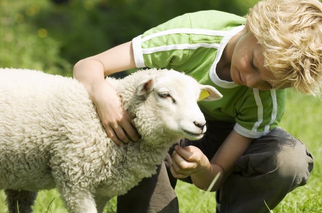 Do Sheep Make Good Pets?