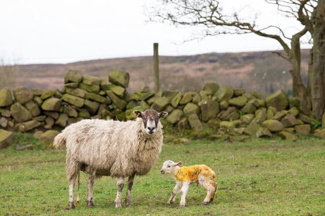 Ewe Lambing in Field, Newborn Lamb Standing Up Beside Her