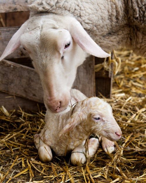 Ewe with Newborn Lamb