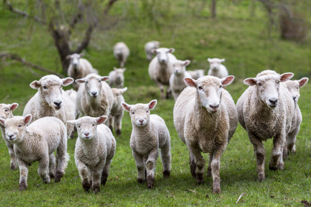 Ewes with Lambs