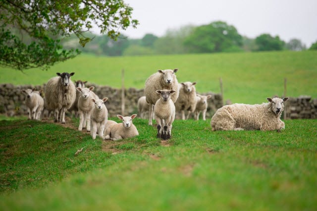 Separating Ram Lambs from Ewes and Ewe Lambs